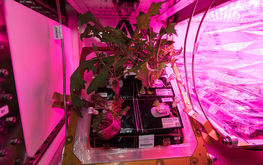 Constant Gardening On The Space Station