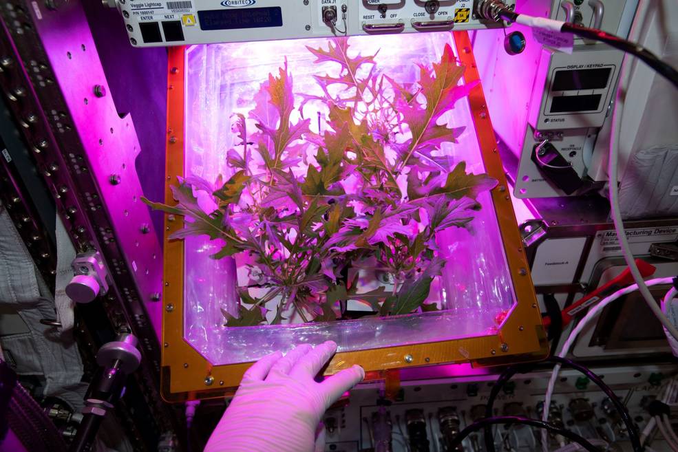 Mizuna mustard plants on the International Space Station